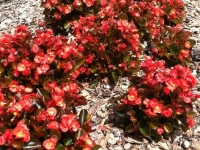 Red Wax Begonia